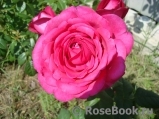 Johann Wolfgang von Goethe Rose® Johann Wolfgang von Goethe Rose®