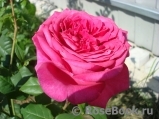Johann Wolfgang von Goethe Rose® Johann Wolfgang von Goethe Rose®