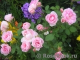 Morden Blush Morden Blush