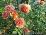 Lady of Shalott Lady of Shalott