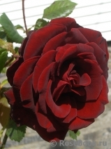 Schwarze Madonna Schwarze Madonna