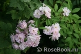 Guirlande Rose Guirlande Rose