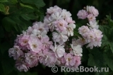 Guirlande Rose Guirlande Rose