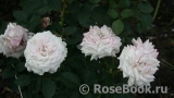 Kordes' Rosenfaszination ® Kordes' Rosenfaszination ®