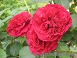 Rose des 4 Vents Rose des 4 Vents