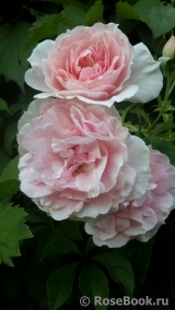 Maiden's Blush Maiden's Blush