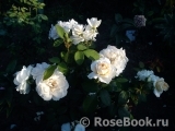 Lions Rose