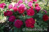 Darcey Bussell Darcey Bussell