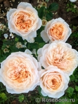 English Garden® English Garden®