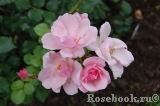Windrose Windrose