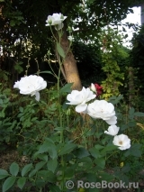 Schneewittchen Schneewittchen
