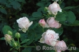 Kordes' Rosenfaszination ® Kordes' Rosenfaszination ®
