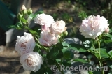 Kordes' Rosenfaszination ® Kordes' Rosenfaszination ®