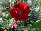 Roter Korsar Roter Korsar