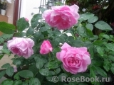 Mary Rose Mary Rose