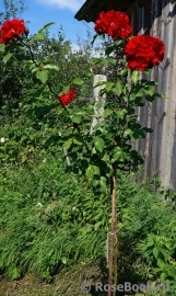 Roter Korsar Roter Korsar