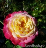Kordes’ Jubilee Kordes’ Jubilee