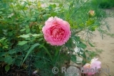 Jubilee Celebration® Jubilee Celebration®