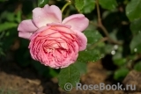 Jubilee Celebration® Jubilee Celebration®