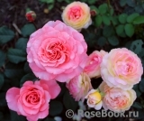Laurent Cabrol Laurent Cabrol