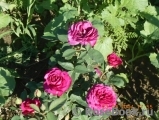 Heidi Klum Rose Heidi Klum Rose