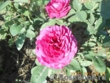 Heidi Klum Rose Heidi Klum Rose
