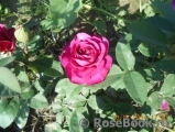 Heidi Klum Rose Heidi Klum Rose
