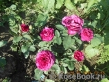 Heidi Klum Rose Heidi Klum Rose