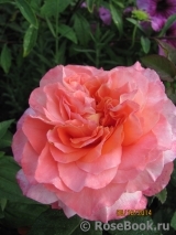 Augusta Luise Augusta Luise
