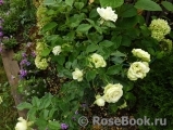 Lovely Green ® Lovely Green ®