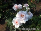 A Whiter Shade Of Pale A Whiter Shade Of Pale