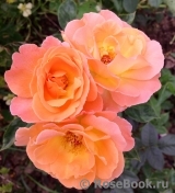 Rosemary Harkness Rosemary Harkness