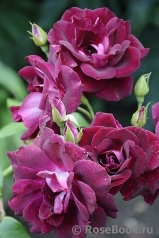Burgundy Ice Burgundy Ice