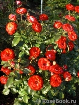 Planten un Blomen® Planten un Blomen®