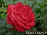Dame de Coeur Dame de Coeur
