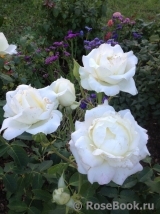 White Symphony White Symphony
