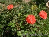 Coral Drift ® Coral Drift ®