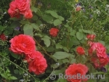 Uetersens Rosenkonigin Uetersens Rosenkonigin