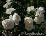 Uetersener Klosterrose Uetersener Klosterrose