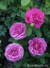 Heidi Klum Rose Heidi Klum Rose
