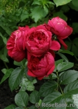 Traviata Traviata