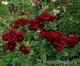 Red Sensation Red Sensation
