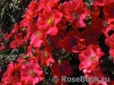 Stadt Rom Stadt Rom