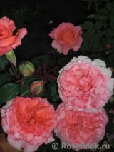 Laurent Cabrol Laurent Cabrol