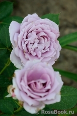 Novalis Novalis