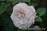 Kordes' Rosenfaszination ® Kordes' Rosenfaszination ®