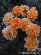 Goldelse Goldelse