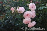 Kordes' Rosenfaszination ® Kordes' Rosenfaszination ®