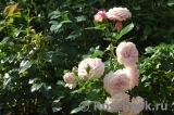 Kordes' Rosenfaszination ® Kordes' Rosenfaszination ®