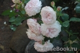 Kordes' Rosenfaszination ® Kordes' Rosenfaszination ®